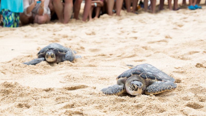 Two Turtles crawling to the ocean