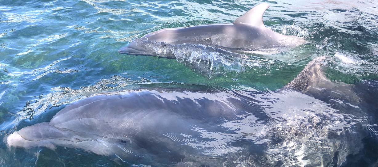 Newborn Dolphin Calf Joins The Family