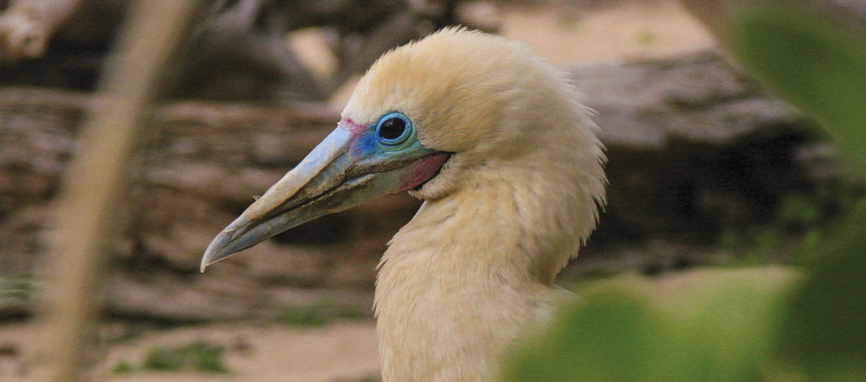 Sea Life Park Asks for Community's Kokua when Native Seabirds are Most Vulnerable