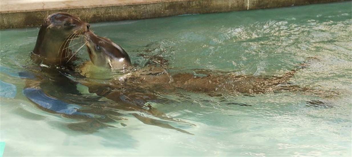 SEA LIFE PARK HAWAII TO PROVIDE PERMANENT HOME FOR TWO CALIFORNIA SEA LIONS DEEMED UN-RELEASABLE 