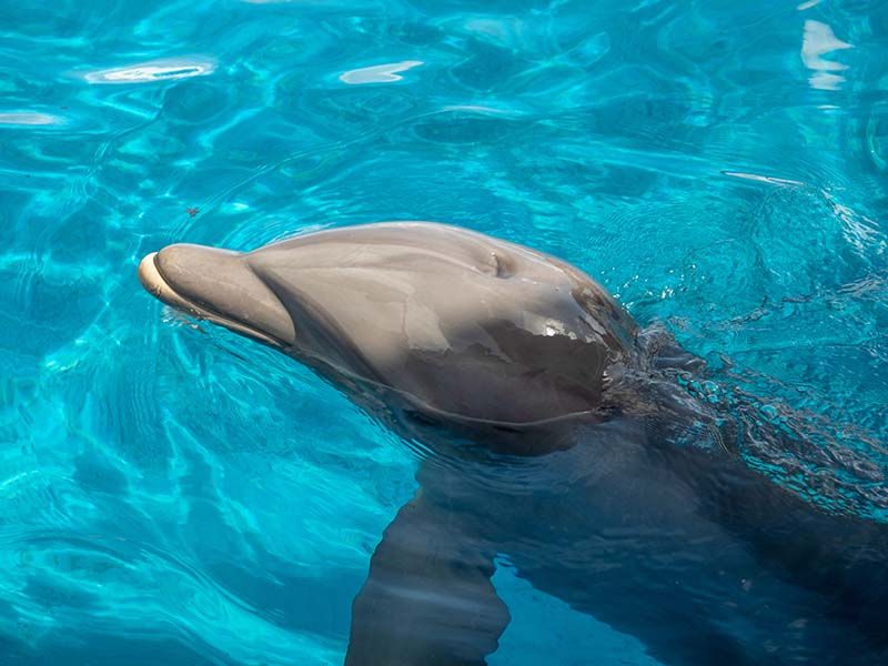 Dolphin Lagoon on Oahu Island