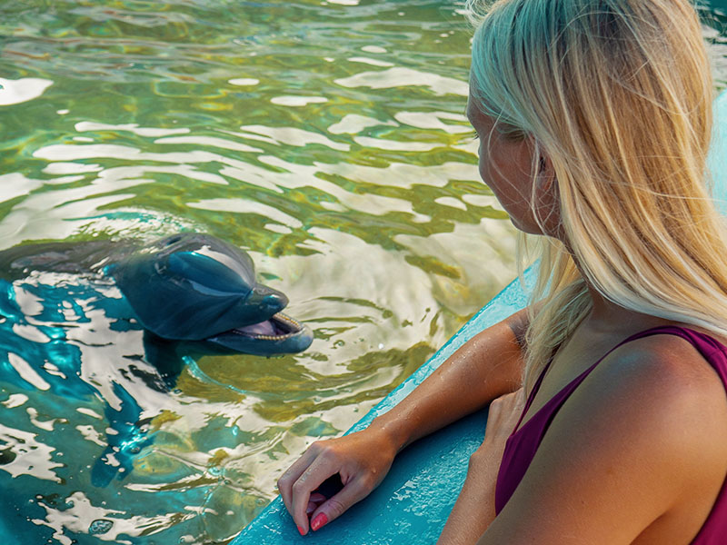 Dolphin Aloha