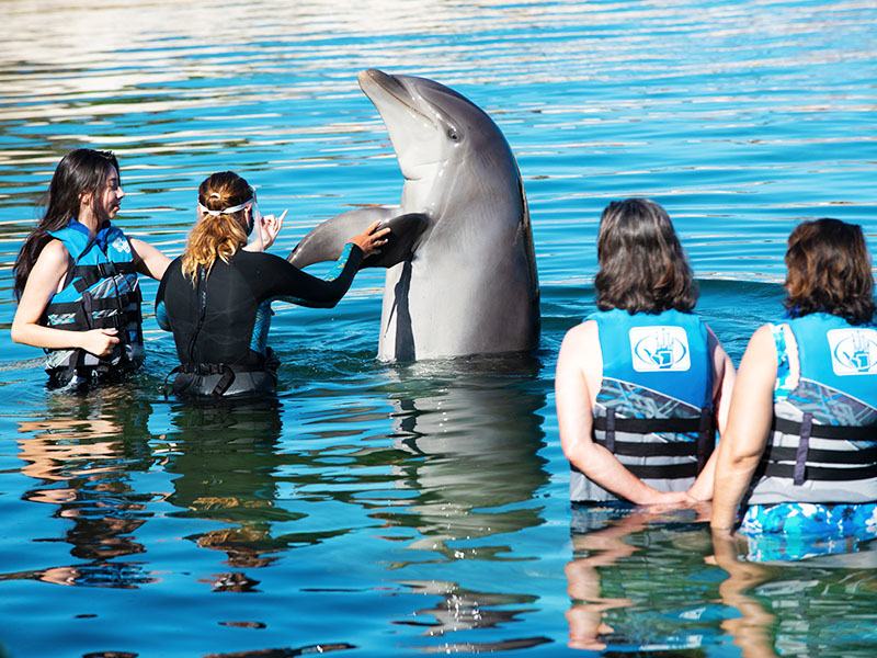 Dolphin Encounter on Oahu | Swim with Dolphins | Sea Life Park Hawaii