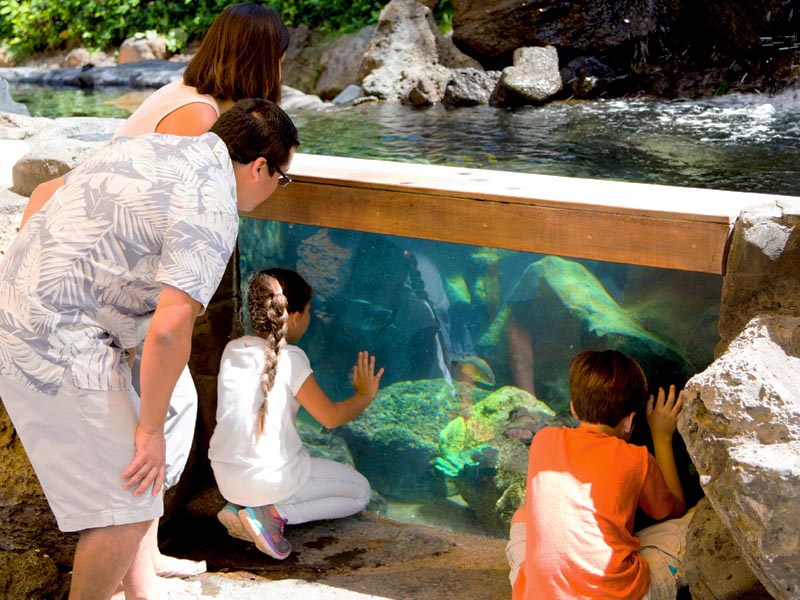 Discovery Reef Touch Pool