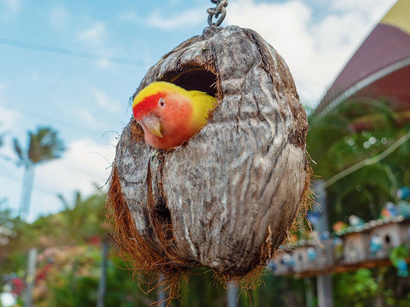 Lovebird aviary best sale