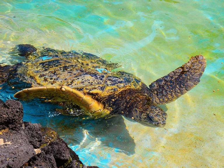 Honu Green Sea Turtle Habitat
