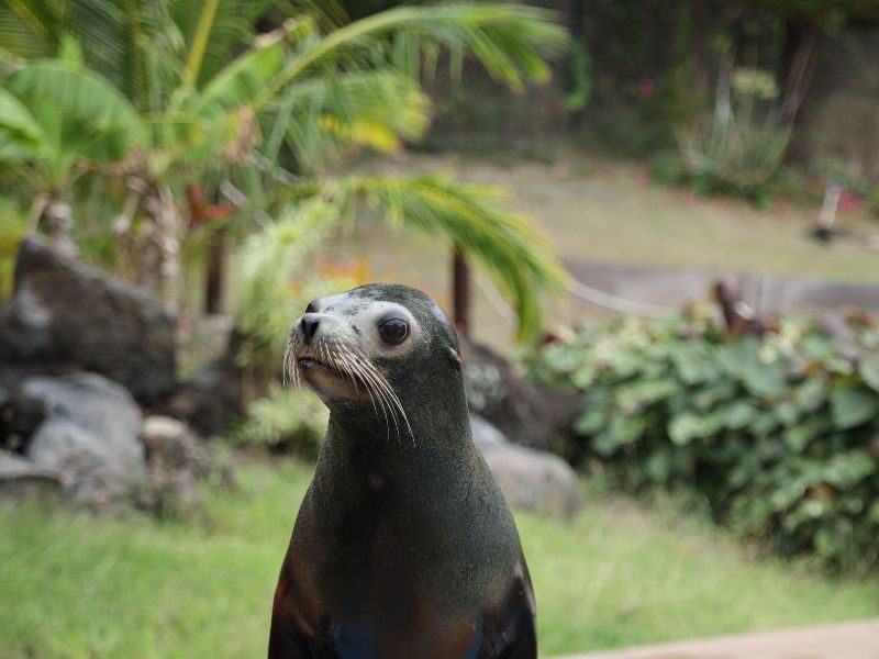 Sea Lion Habitat