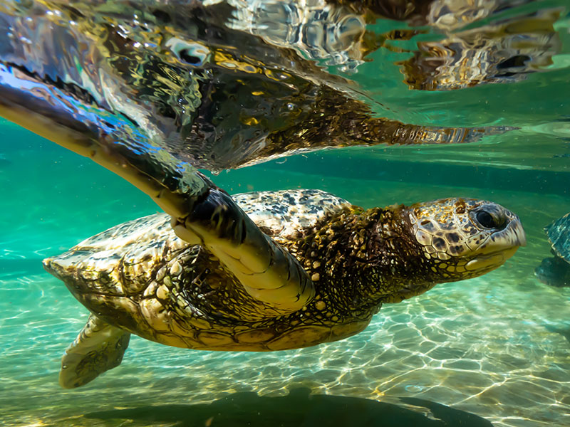 Turtle