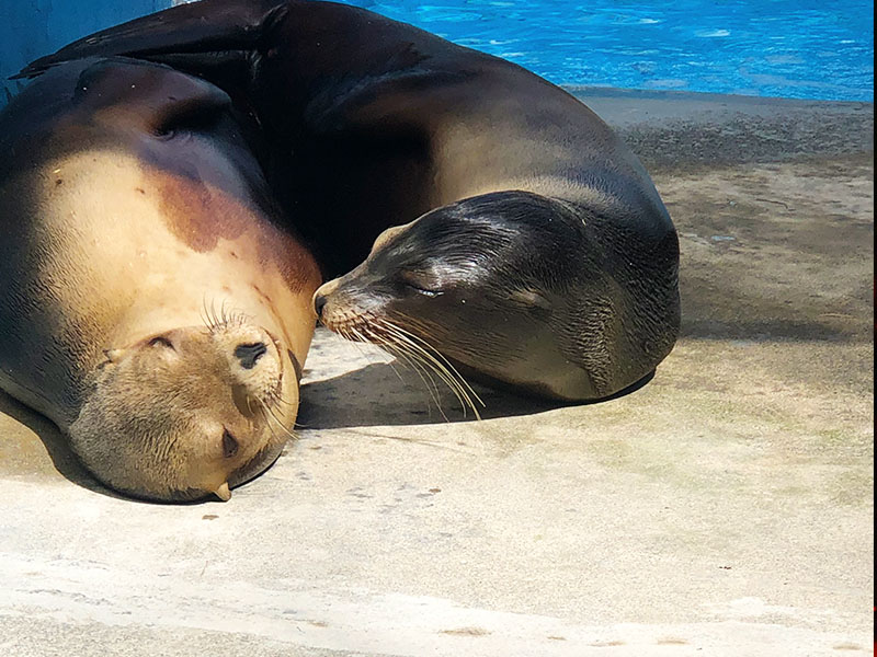 What's the Difference Between Seals and Sea Lions?