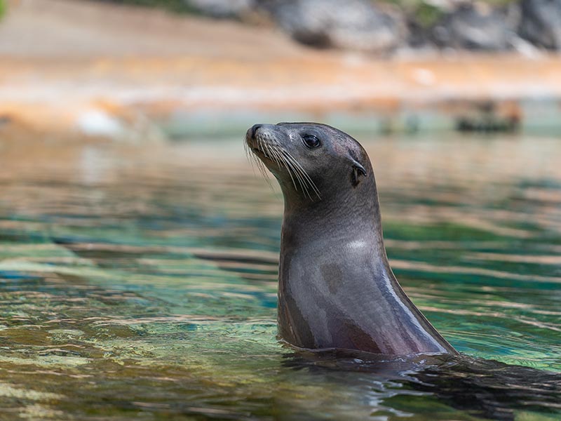 California Sea Lion