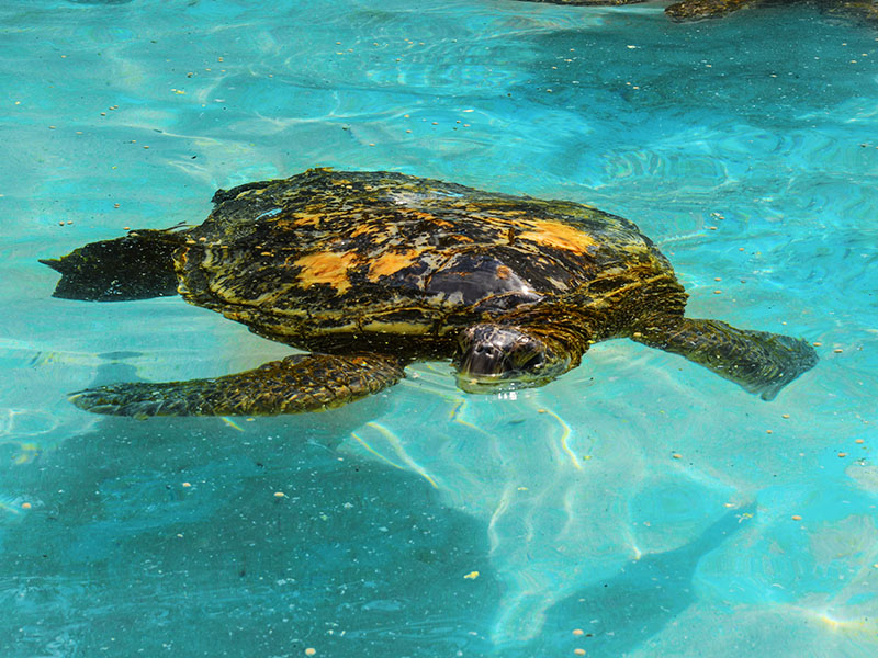 Green Sea Turtle (Young Zoologist) - Neon Squid