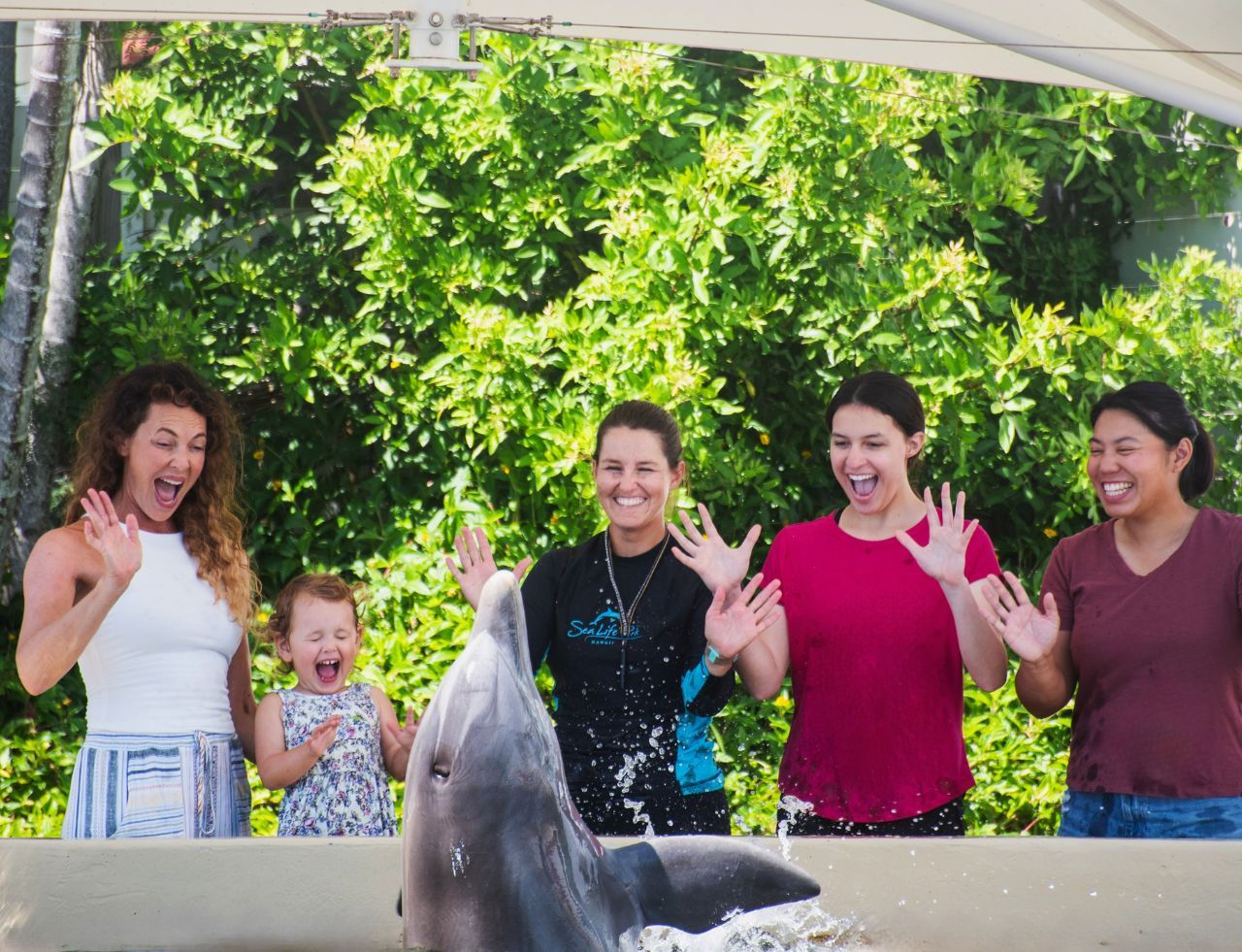 Guests enjoying Dolphin interaction