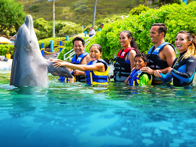 Group interacting with Dolphin