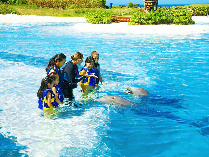 Family learning about Dolphins