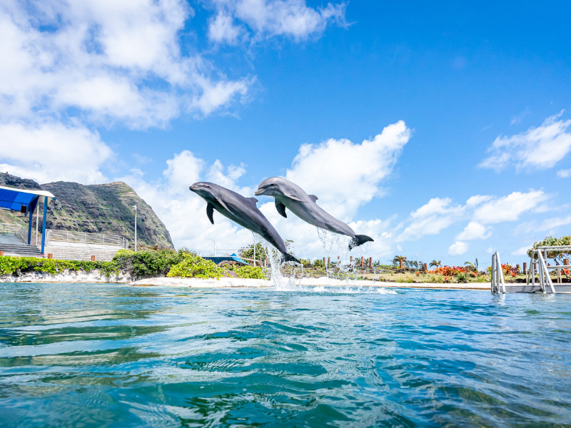 Jumping Dolphins!