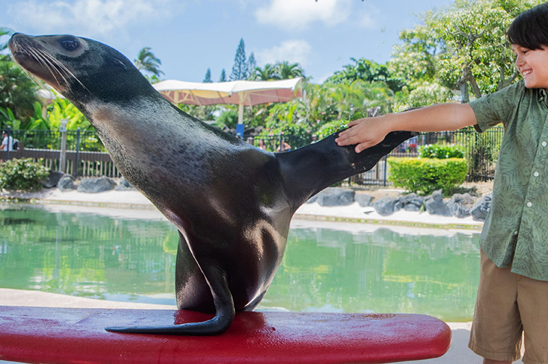 Boy interacting with Sea Lion
