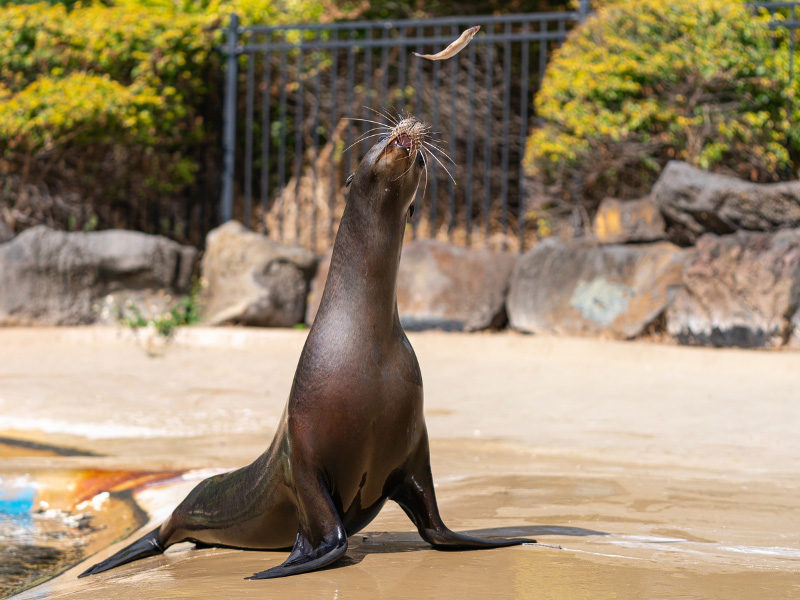 Sea Lion catching a fish