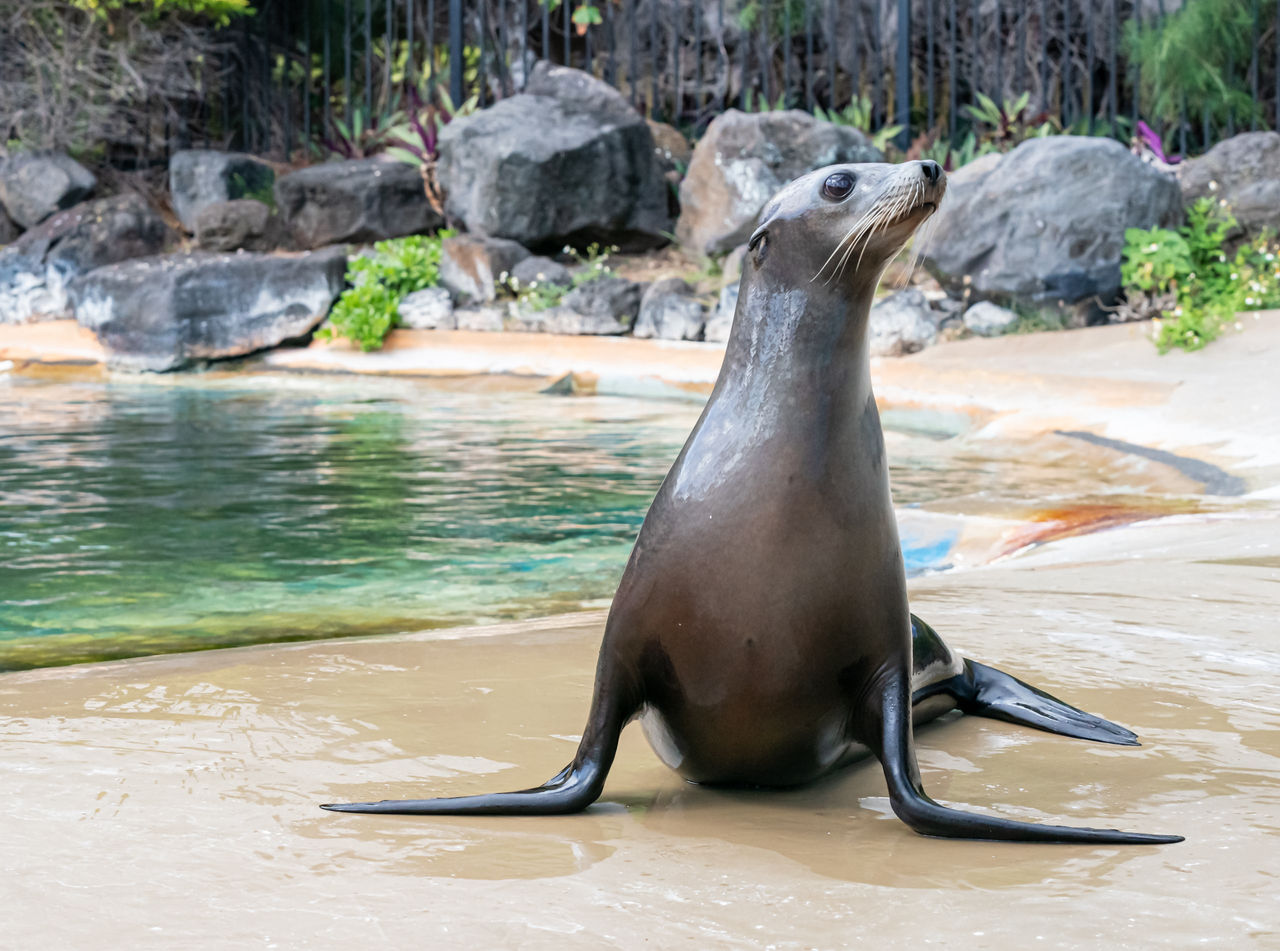 Sea Lion basking in the sun