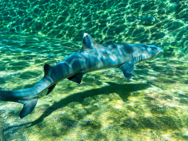 Shark!!!!