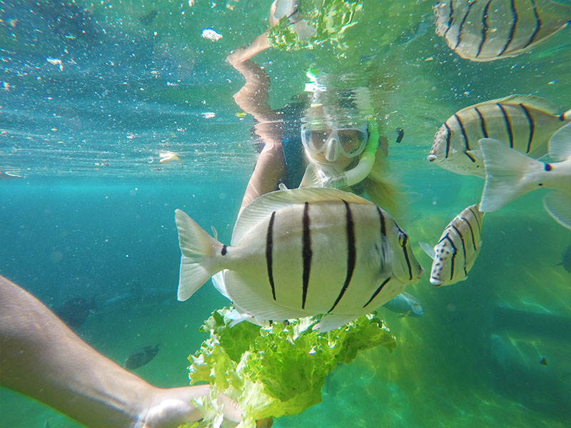 Fish in the lagoon eating lettuce