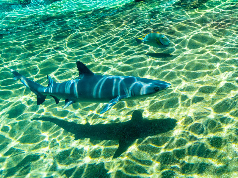 Shark!!!!