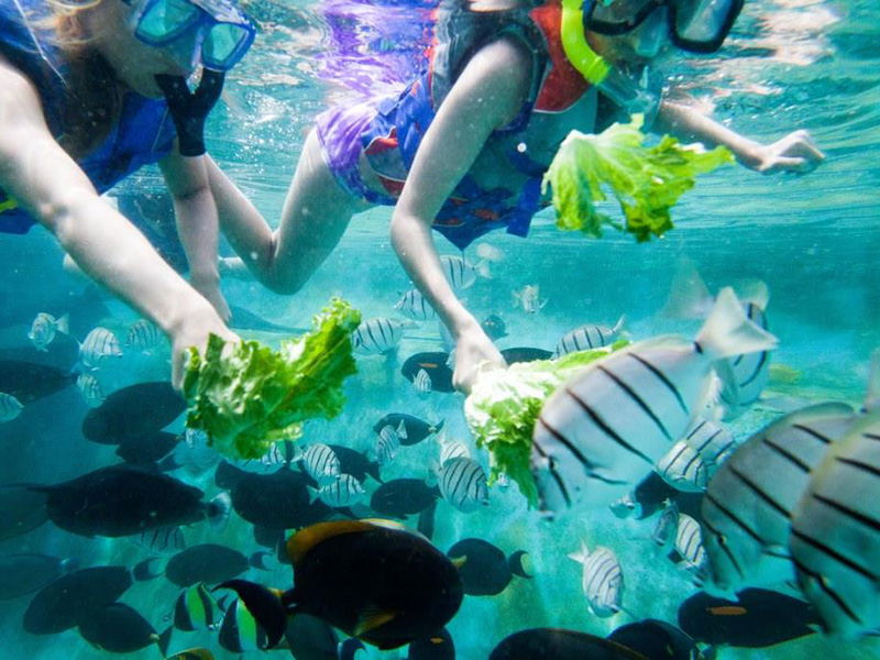 Family snorkeling with the fish