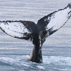Whale Fluke