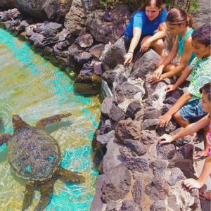 Turtle Lagoon