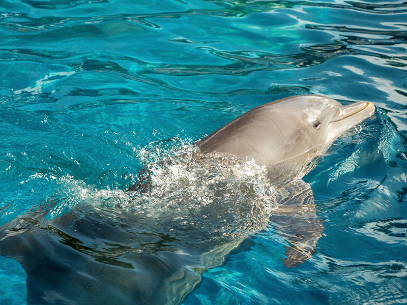 Dolphin