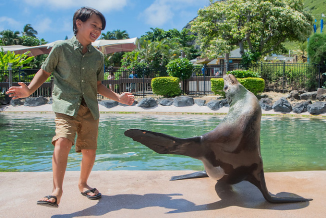 Monk Seal