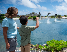 Dolphin Lagoon